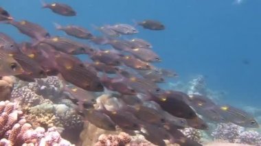 Çok renkli balık sürüsü.