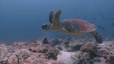 Bir mercan kayalığı hovering Hawksbill kaplumbağa.