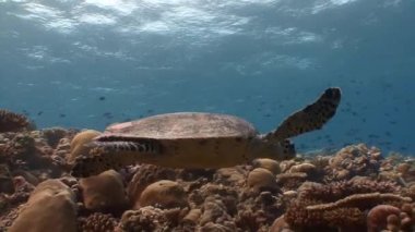 Sualtı fotoğrafçısı mercan resif üzerinde uçan bir Hawksbill kaplumbağa çekim.