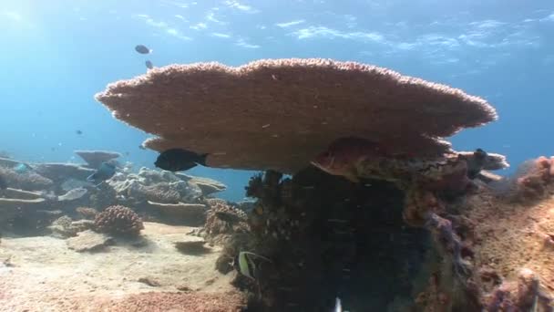 Belo recife de coral com muitos peixes tropicais . — Vídeo de Stock