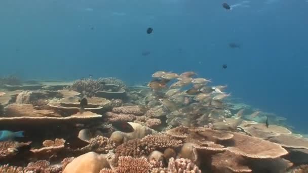 Una bandada de peces tropicales sobre el arrecife de coral . — Vídeos de Stock