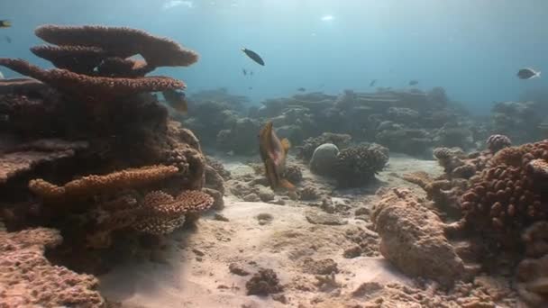 Los peces desencadenantes pueden morder fácilmente con sus poderosos dientes son corales muy duros. . — Vídeo de stock