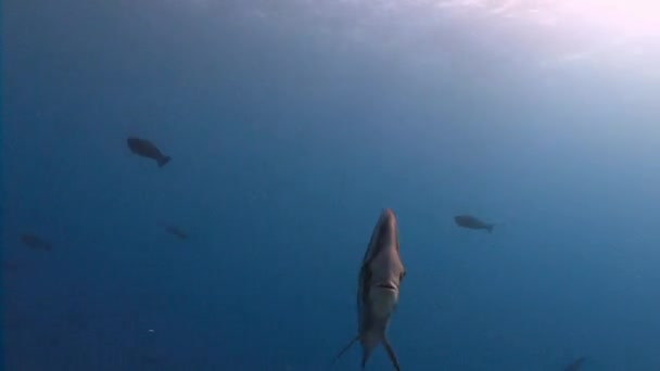 Batfish lucha contra la corriente . — Vídeos de Stock