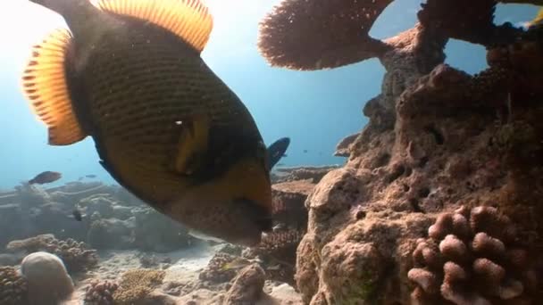 Gatilho de peixe pode facilmente morder com seus dentes poderosos são corais muito difíceis . — Vídeo de Stock