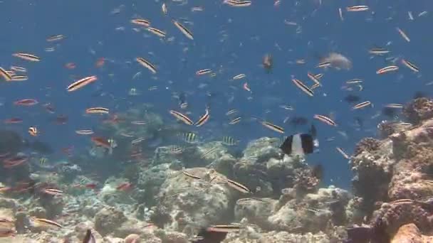 Piękna rafa koralowa z dużą ilością ryb tropikalnych. — Wideo stockowe