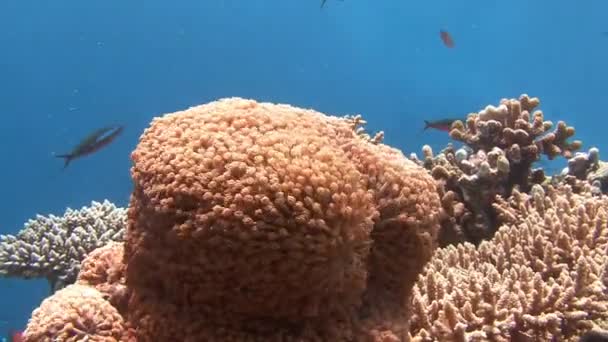 Piękna rafa koralowa. — Wideo stockowe