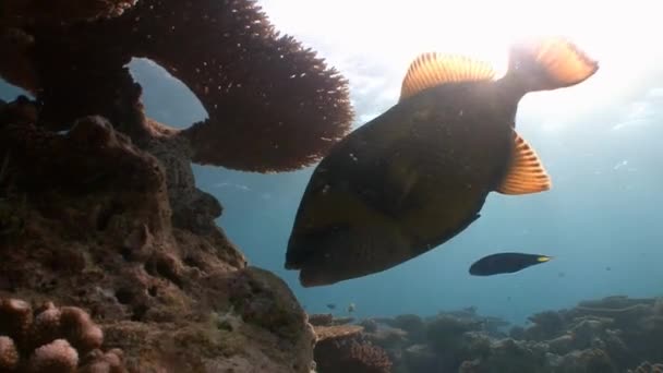Tetik balık ile onların güçlü kolay lokma dişleri çok sert mercan. — Stok video