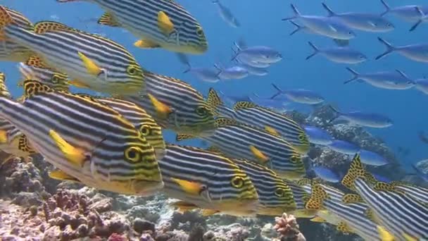 Sehr farbenfroher Schwarm von Fischsüßlippen. — Stockvideo