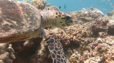 Bir mercan kayalığı hovering Hawksbill kaplumbağa.