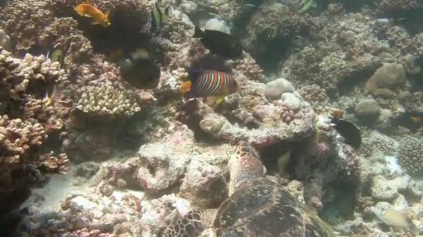 Die Falkenschildkröte mit vielen verschiedenen tropischen Fischen. — Stockvideo