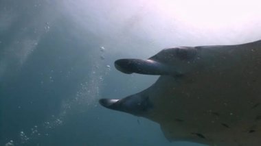 Büyük büyük manta ışınları ile dalış.