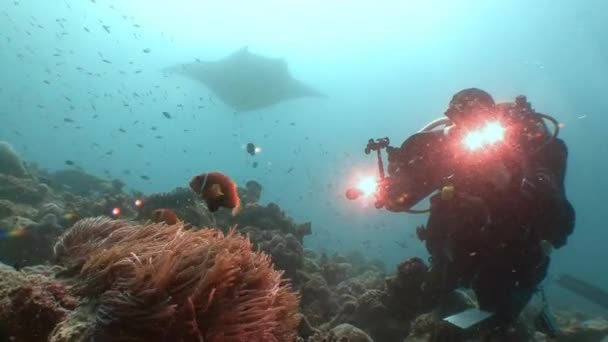 Raio Manta e videógrafo subaquático, filmando a simbiose de peixes palhaços e anêmonas . — Vídeo de Stock