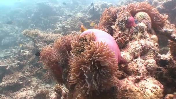 Symbiose aus Clownfischen und Anemonen. — Stockvideo