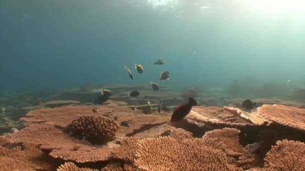 Rebanho activo de cirurgiões de tangas de peixe . — Vídeo de Stock