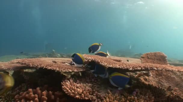 Aktív állomány hal tangs sebészek. — Stock videók