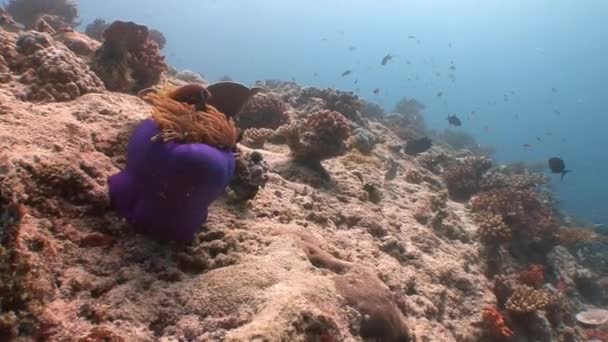 Simbiosi di pesci pagliaccio e anemoni . — Video Stock