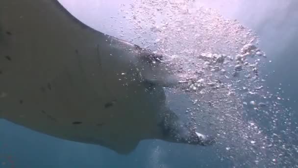 Great dive with large manta rays. — Stock Video