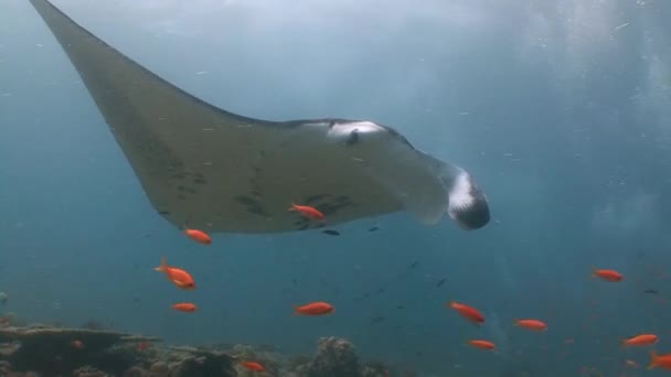Grote duiken met grote manta rays. — Stockvideo