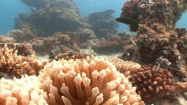 Simbiosis ikan badut dan anemon . — Stok Video