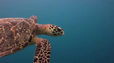 Deniz kaplumbağaları Hawksbill ile büyüleyici bir dalış.