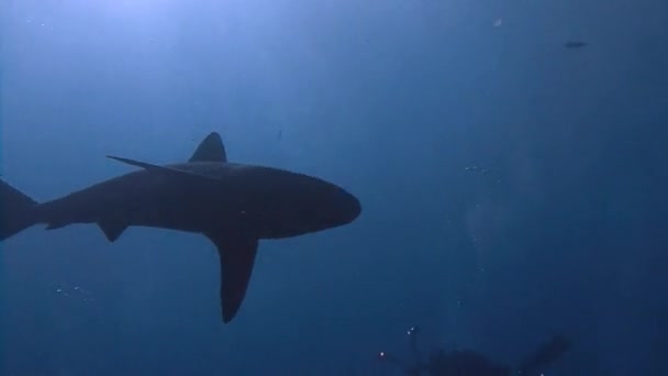 Fantástica inmersión con tiburones fuera de la isla de ROCA Partida . — Vídeos de Stock