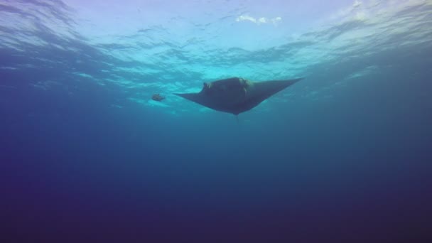 Increíble buceo con los grandes rayos manta fuera de la isla Socorro en el océano Pacífico. México. . — Vídeo de stock