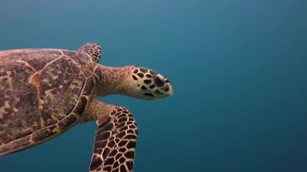 Deniz kaplumbağaları Hawksbill ile büyüleyici bir dalış. — Stok video