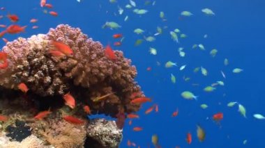 Tropikal balıklar ile pitoresk renkli mercan.