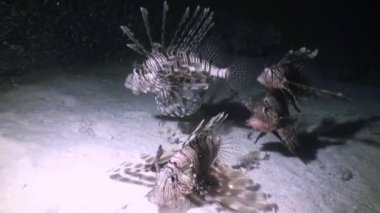 Gizemli ve büyüleyici gece dalışları. Lionfish avcılar gece. 