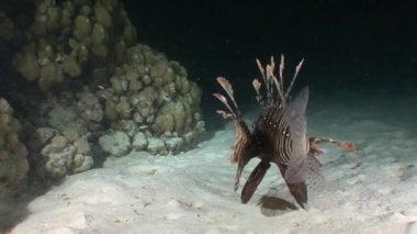 Gizemli ve büyüleyici gece dalışları. Lionfish avcılar gece. 