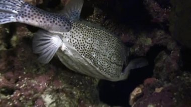 Gizemli ve büyüleyici gece dalışları. Boxfish eğlenceli.