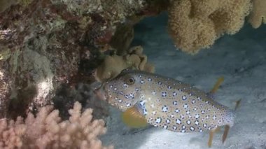 Gizemli ve büyüleyici gece dalışları. Boxfish eğlenceli.