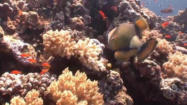 Trigger fish over colorful coral reef. — Stock Video