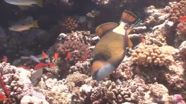 Trigger vis over kleurrijke koraal rif. — Stockvideo