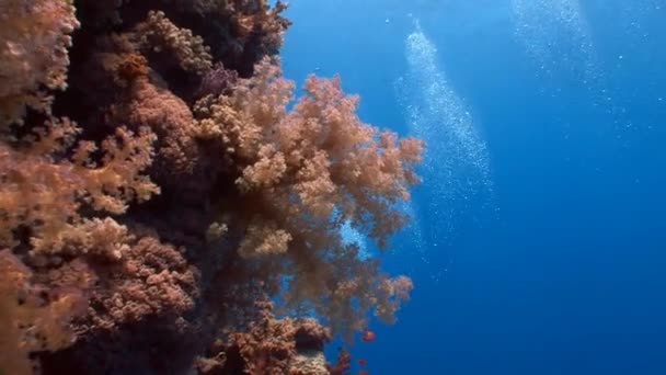 Pintoresco y colorido arrecife de coral . — Vídeos de Stock