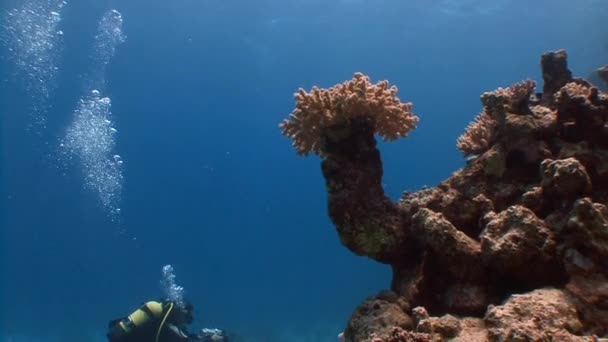 美しいカラフルなサンゴ礁. — ストック動画