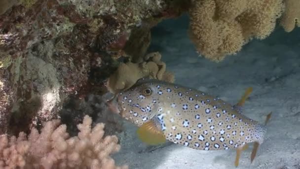 Buceos nocturnos misteriosos y fascinantes. Divertido boxfish . — Vídeo de stock