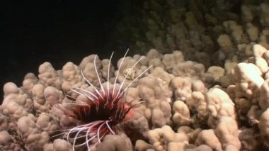 Gizemli ve büyüleyici gece dalışları. Lionfish avcılar gece. 