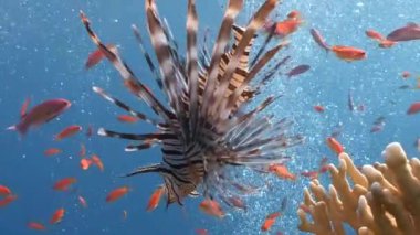 Zarif lionfish renkli mercan resif üzerinde asılı.