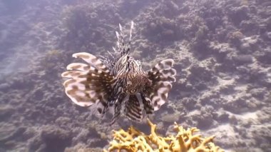 Zarif lionfish renkli mercan resif üzerinde asılı.