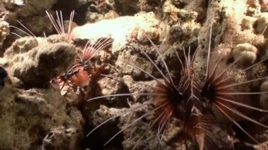 Gizemli ve büyüleyici gece dalışları. Lionfish avcılar gece. 