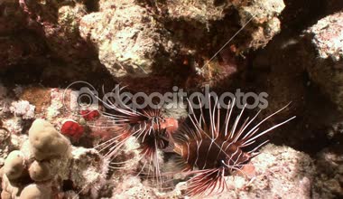 Gizemli ve büyüleyici gece dalışları. Lionfish avcılar gece. 