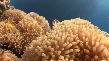 Palyaço balık ve anemon sembiyoz.