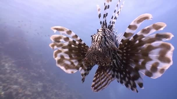 Kecses lionfish, színes korall-zátony fölött lebegve. — Stock videók
