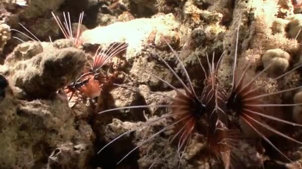 Mysterious and fascinating night dives. Lionfish hunters of the night. — Stock Video