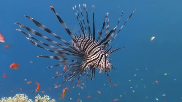 Грациозная львиная рыба парит над красочным коралловым рифом . — стоковое видео