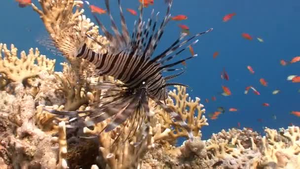 Grácil pez león flotando sobre un colorido arrecife de coral . — Vídeo de stock