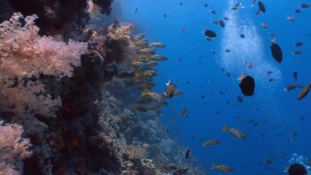 Una bandada colorida de pargos de pescado . — Vídeo de stock