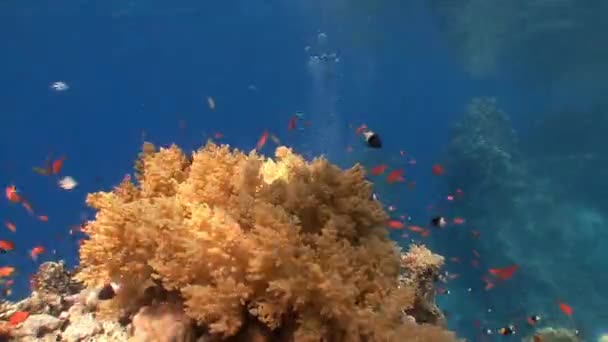 Recife de coral colorido pitoresco . — Vídeo de Stock