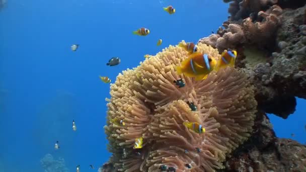 Symbios av clown fisk och anemoner. — Stockvideo